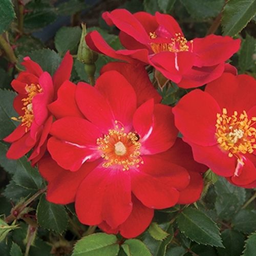 Élénk vörös - Apróvirágú - magastörzsű rózsafa- kompakt koronaforma